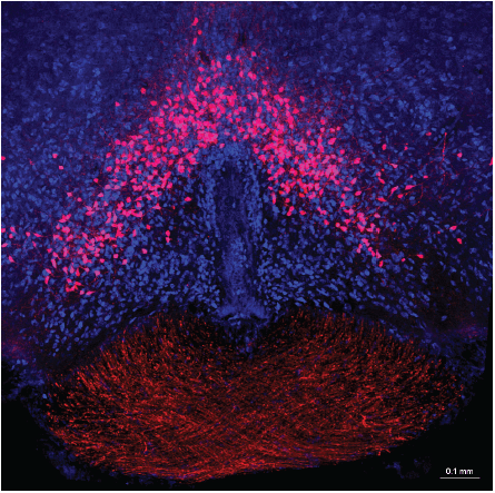 A confocal microscope image showing the location of sunlight-sensing neurons in the mouse brain.